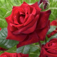 Rožė (Rosa) 'Ingrid Bergman'